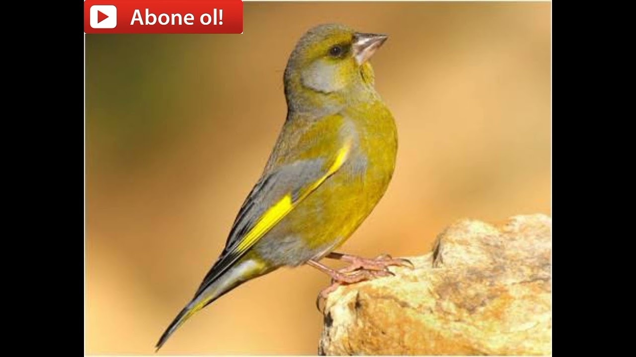 Greenfinch flurya Huylandırma kuşunuz çıldıracak bu sese 2023