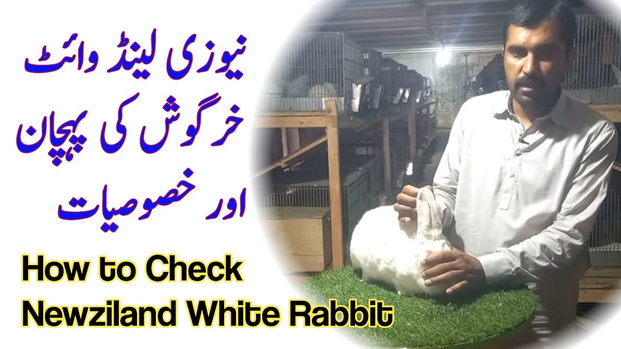 How to identify Newzealand white Rabbit || نیوزی لینڈ وائٹ خرگوش کی پہچان اور خصوصیات