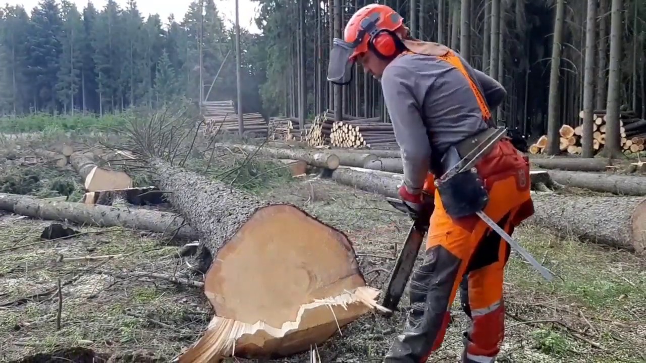 GARDEN AND FOREST ORIGINAL YOUTUBE VIDEO - Chainsaw Husqvarna 560XP