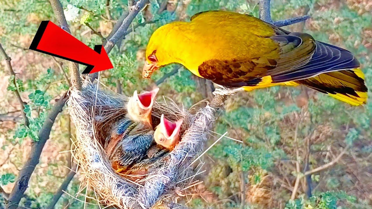 Sweet Mother Bird Feeding Her Beautiful Babies @Birdsbabies7786 