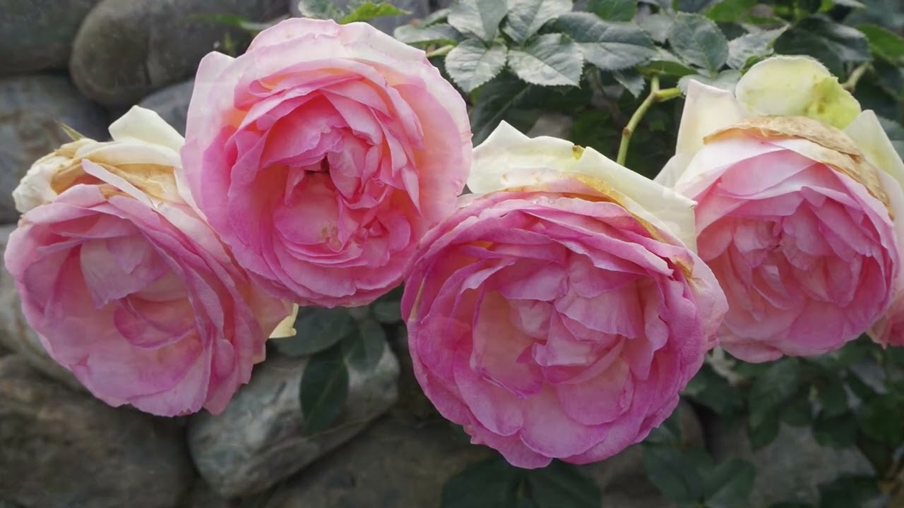 花蕊