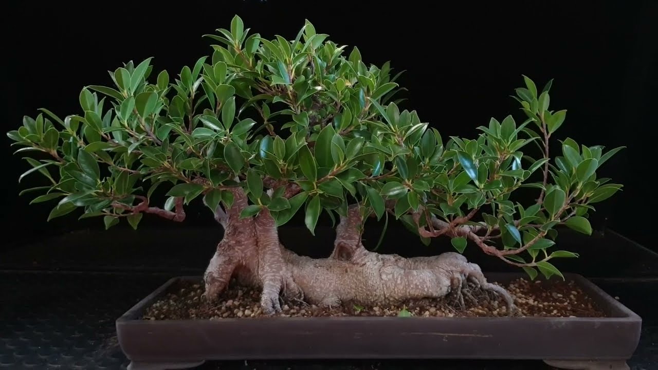 Bonsai estilo BALSA