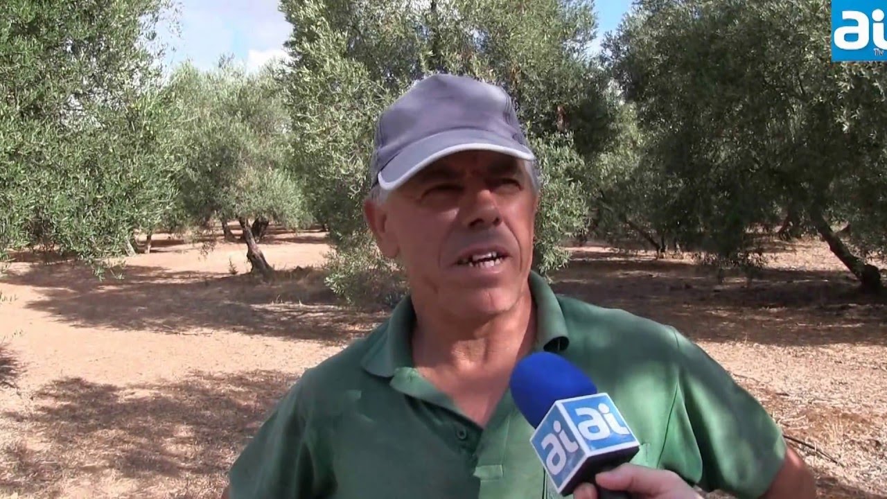 Reportaje sobre el verdeo 2014/Arahal Información