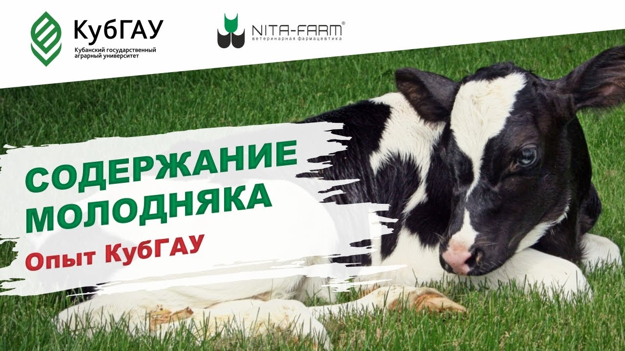 Содержание молодняка КРС в УОХ 
