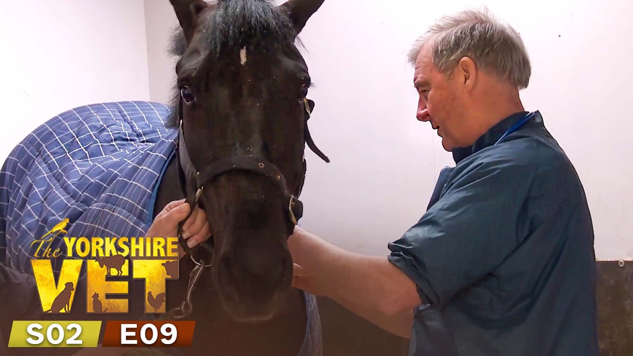 The Yorkshire Vet Season 2 Episode 9 | Full Episode