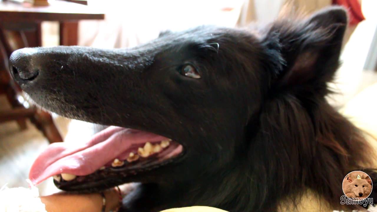 Yuki's best buddy! (Groenendael)
