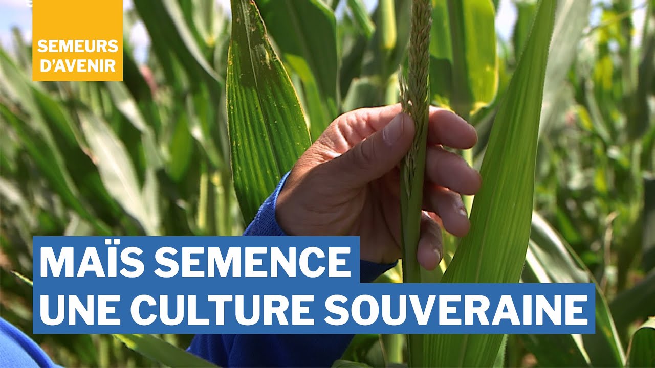 Maïs semence, une culture souveraine