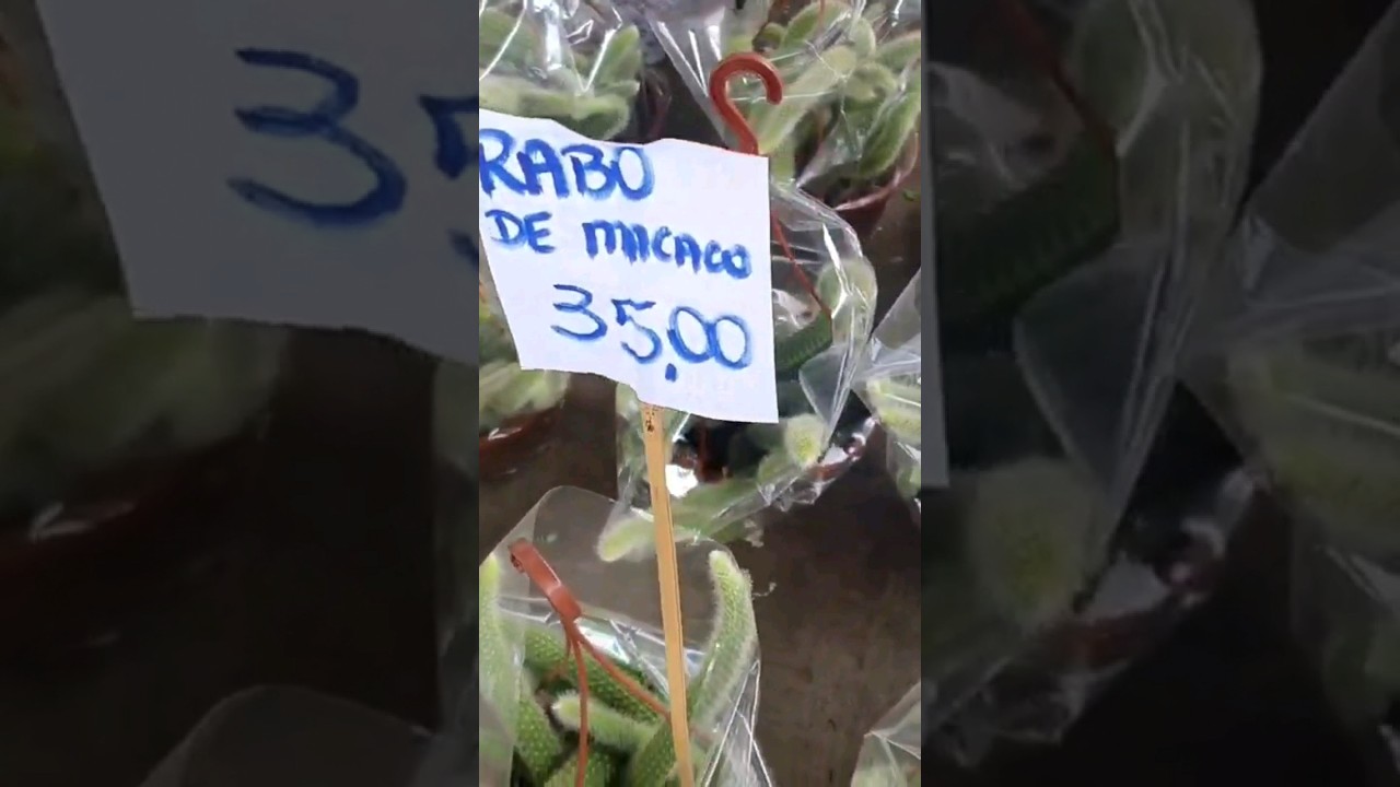 Rabo de macaco  na cuia 18 bem cheio 35 reais Conhca a feira das suculentas em S&atilde;o Paulo