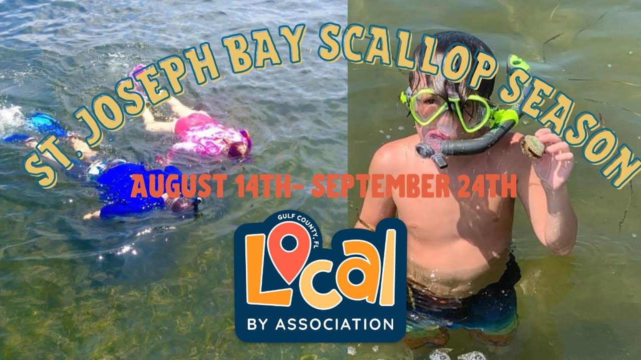 St. Joseph Bay Scallop Season