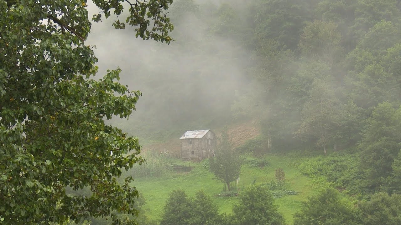 Georgian forests and wetlands