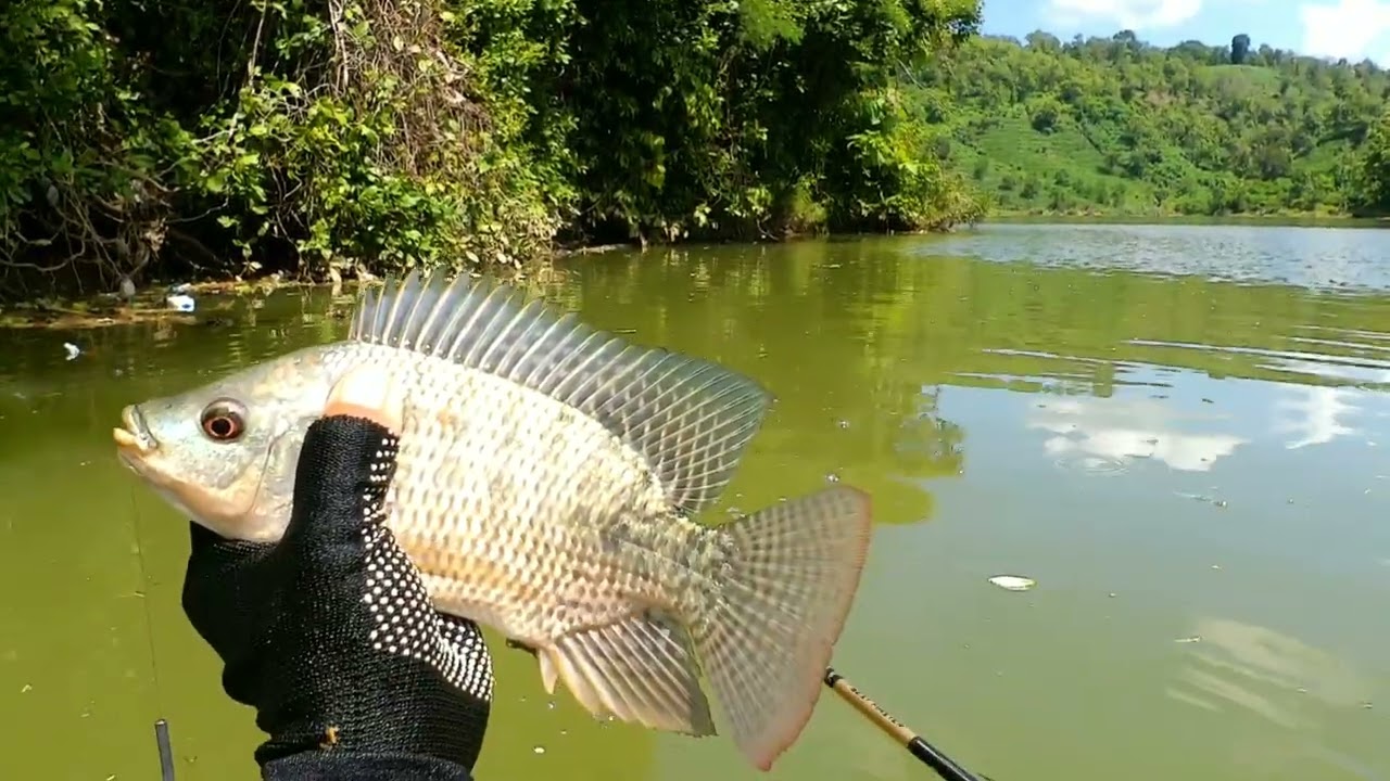 MANCING NILA WADUK BENDO PONOROGO MENGGUNAKAN TEGEK MUZHIMU GOLD 360