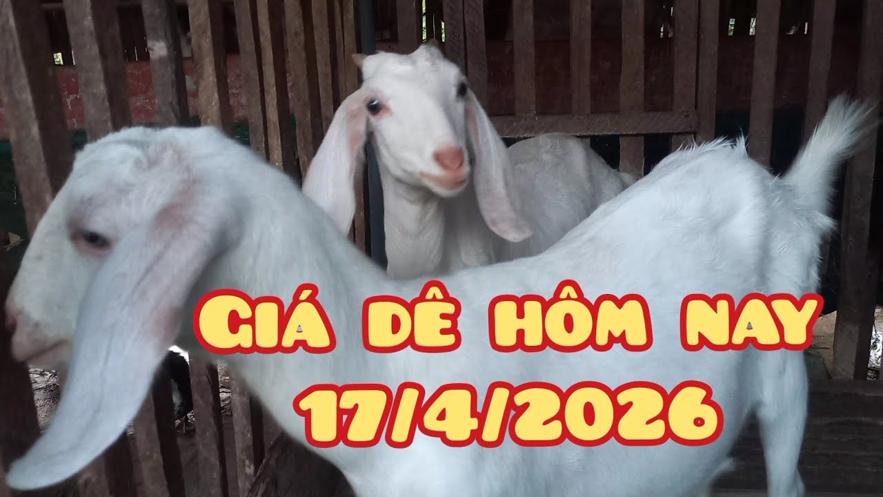 Gi&aacute; d&ecirc; l&ecirc;n xuống kh&oacute; hiểu chổ anh chị gi&aacute; thế n&agrave;o rồi