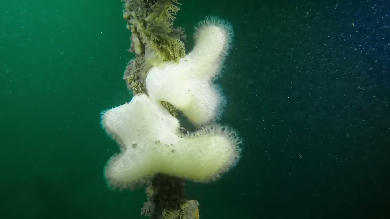 Portland Diving Weekend