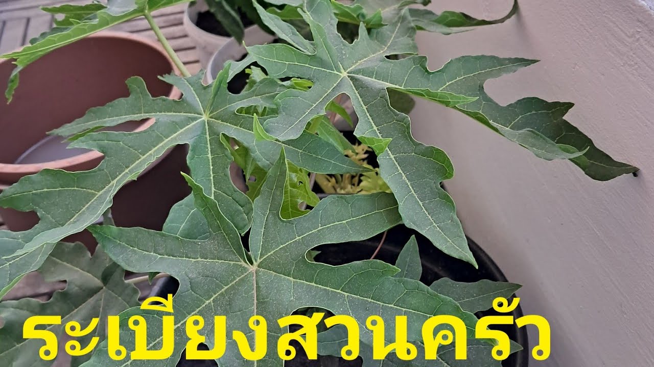 ปลูกผักที่ระเบียงแบบทางลัด