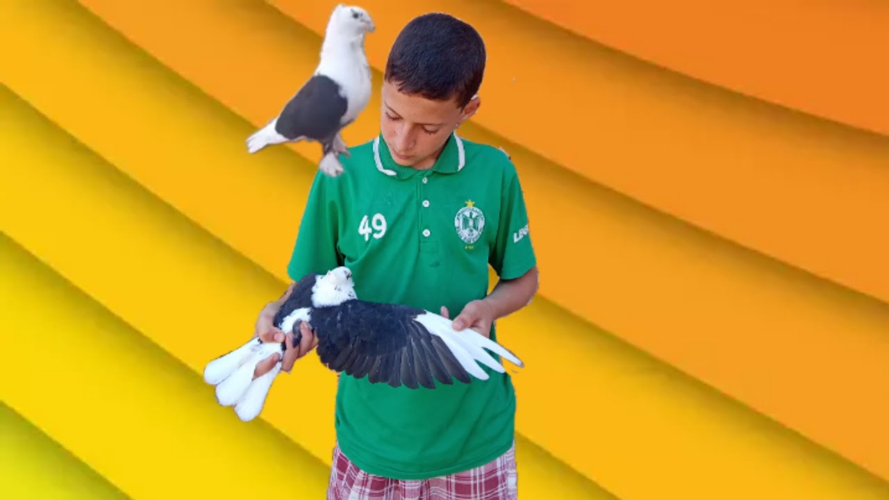 توليعة 🔥 صباحية.🤯 الحمد لله الفرخ ما بيه والو 