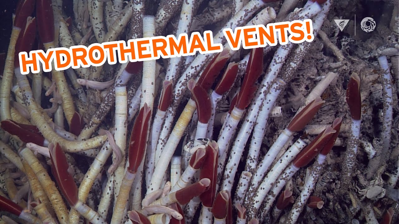 Some Like It Hot: Explore The Wild World of Hydrothermal Vents with a Deep-Sea Biologist! |