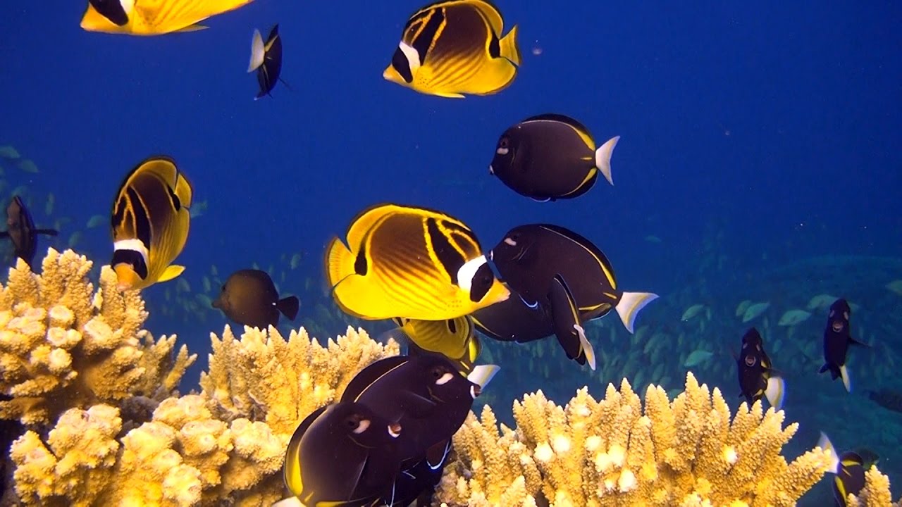 Fish and Sharks of French Polynesia - Diving at Fakarava, in HD