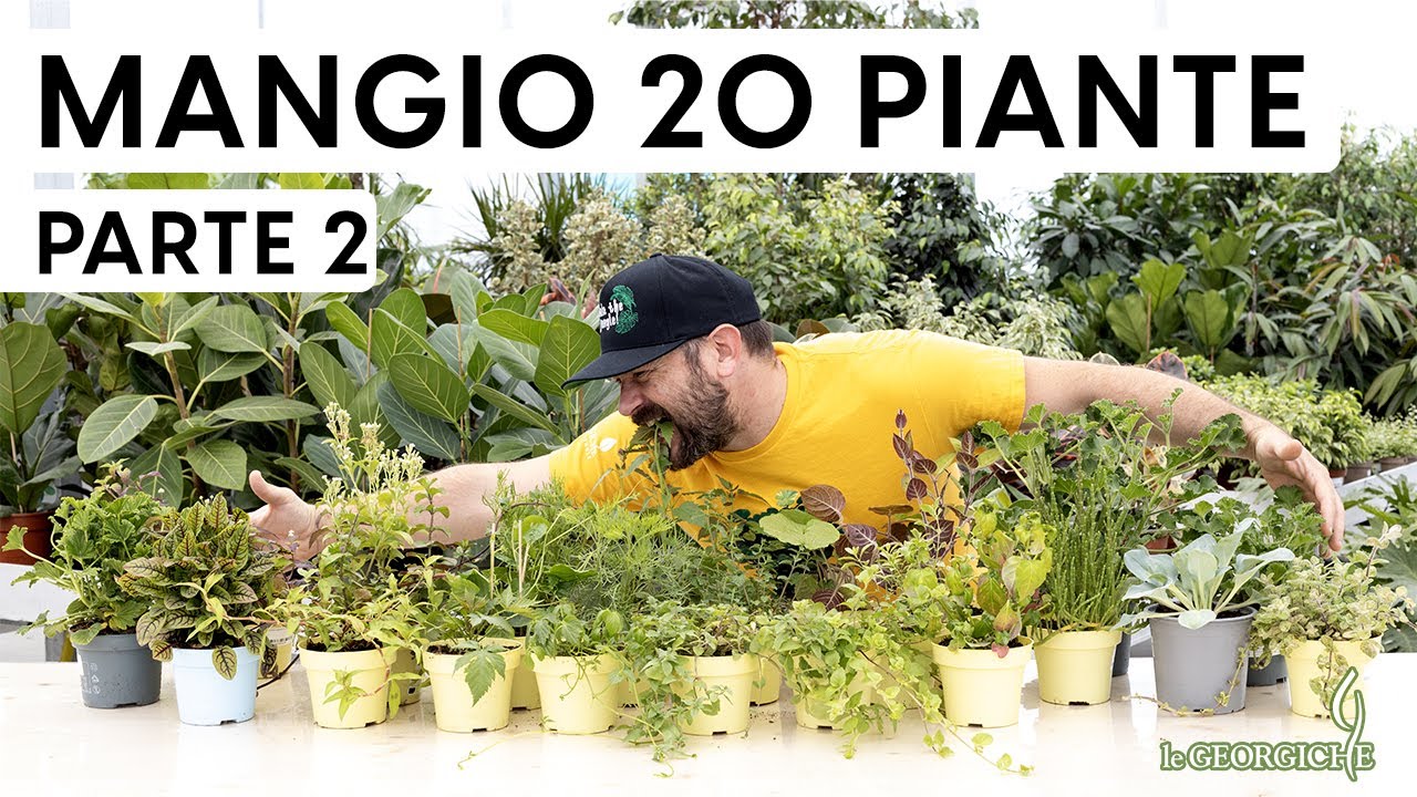 Le 20 piante edibili più strane! Aromatiche super particolari 😉 parte 2