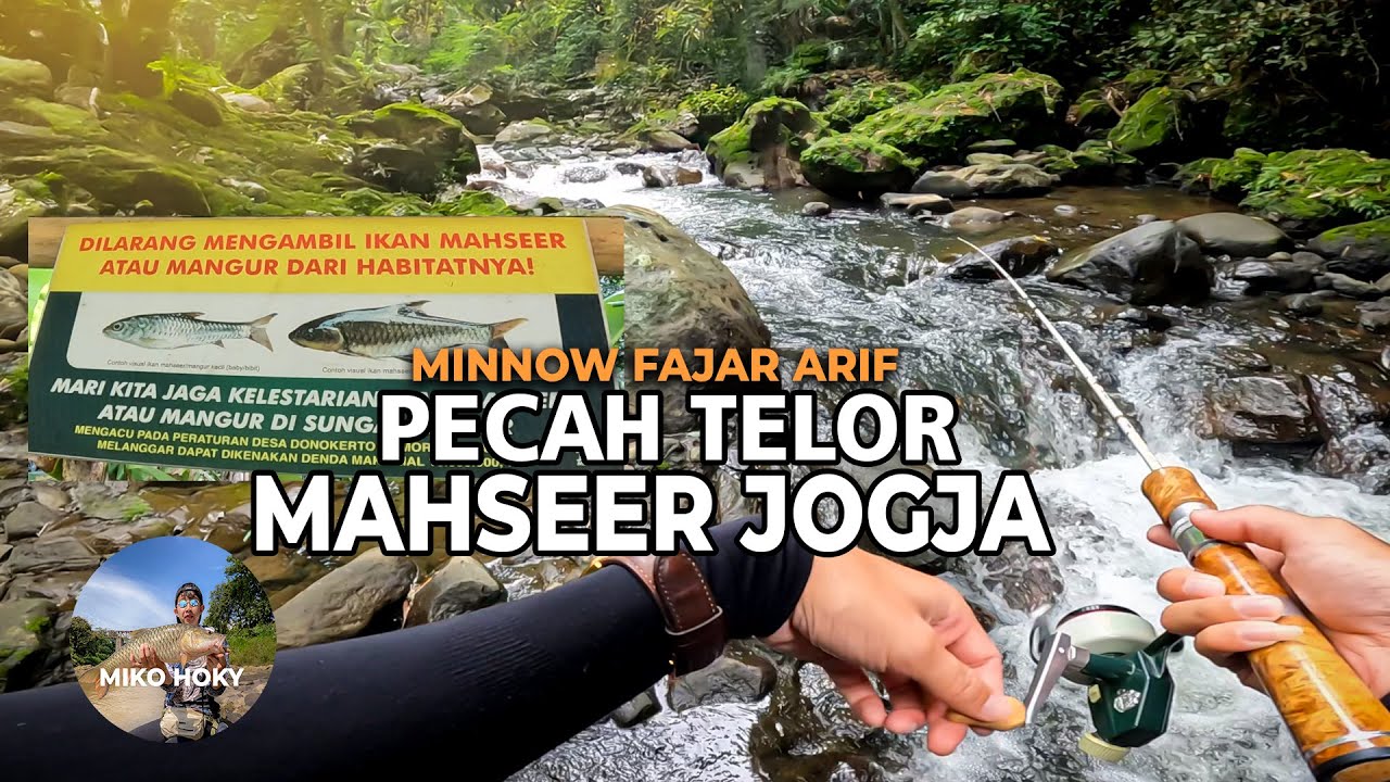 Pecah Telor Mahseer Kali Sempor Jogja Stream Fisihing Pakai Micro Minnow Fajar Arief 2cm