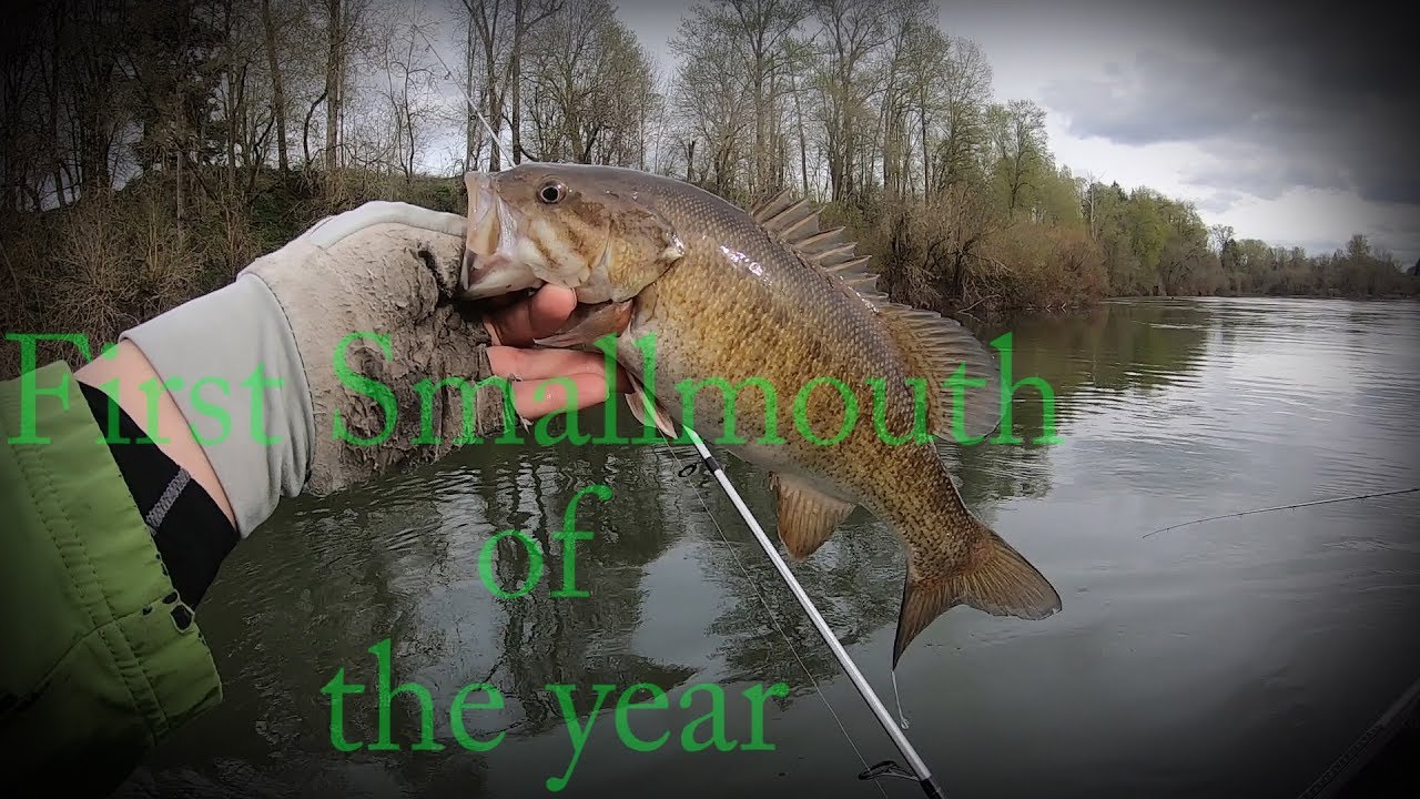 Willamette river Smallmouth Bass (Rogers Landing)
