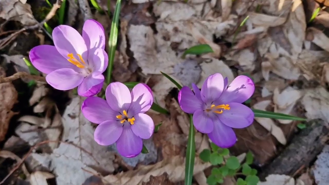 💜Cel mai frumos Mărțișor, brândușele! 1 martie 2026💜Prima zi de primăvară!💜#springflowers 