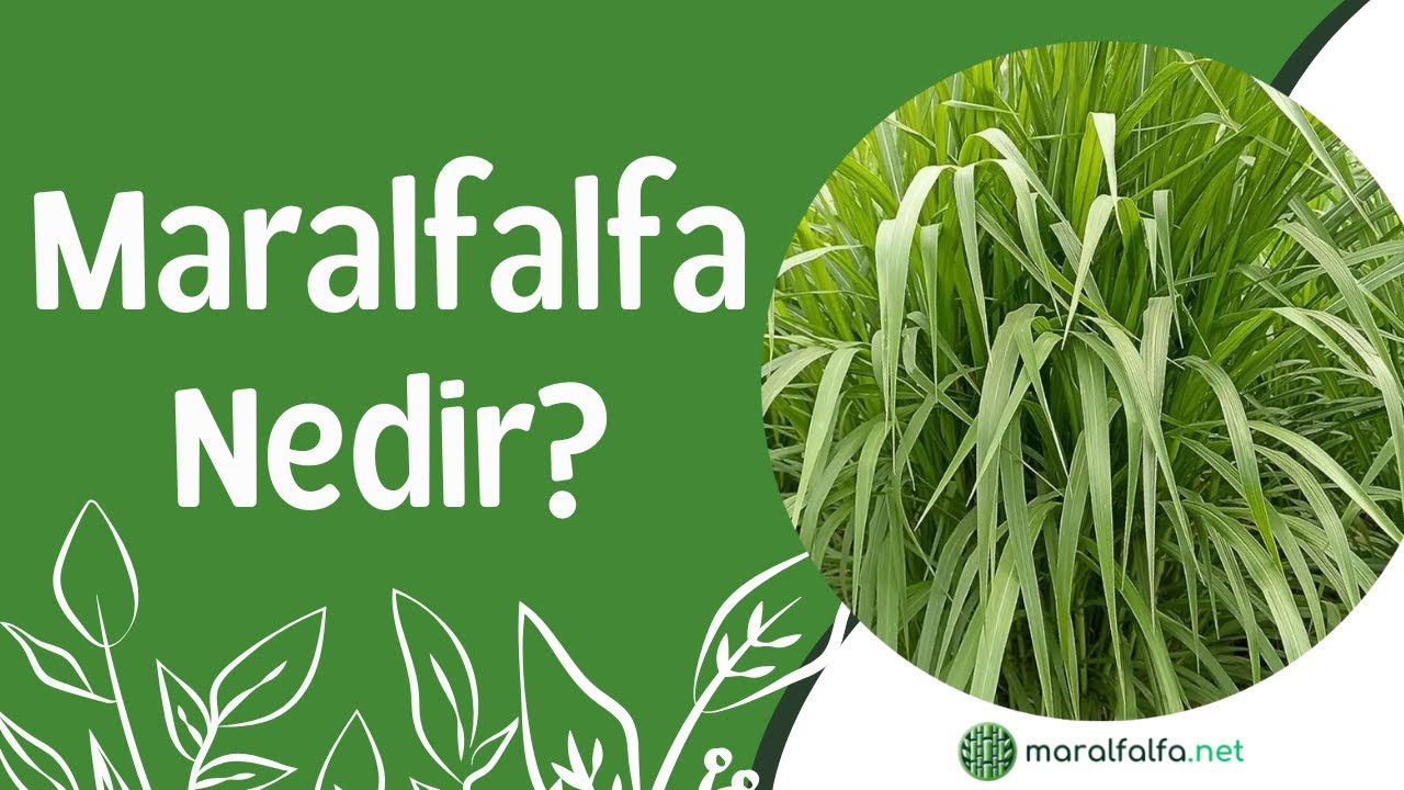 Maralfalfa Nedir? | Maralfalfa Yem Bitkisi Özellikleri ve Besin Değerleri