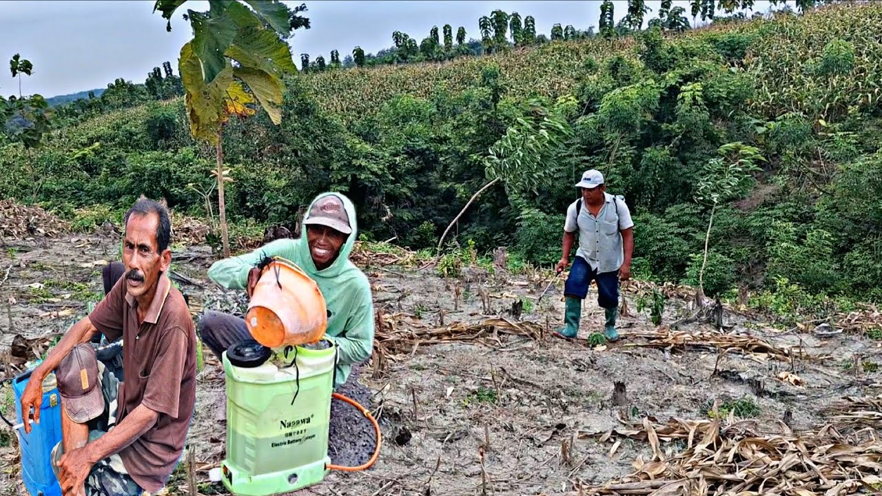 Hidup Di Tengah Hutan😲😲‼️Mengadu Nasip Mencoba Peruntungan Baru,Garap Lahan 6 HekTar Tanpa Tetangga
