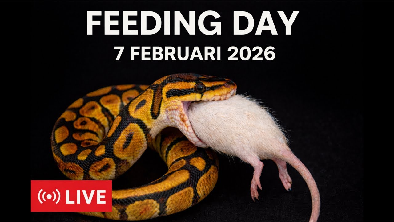 Feldy Mohrisar is live! Feeding Day 7 Februari 2026