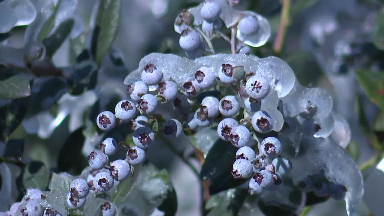 blueberry farm vs the cold