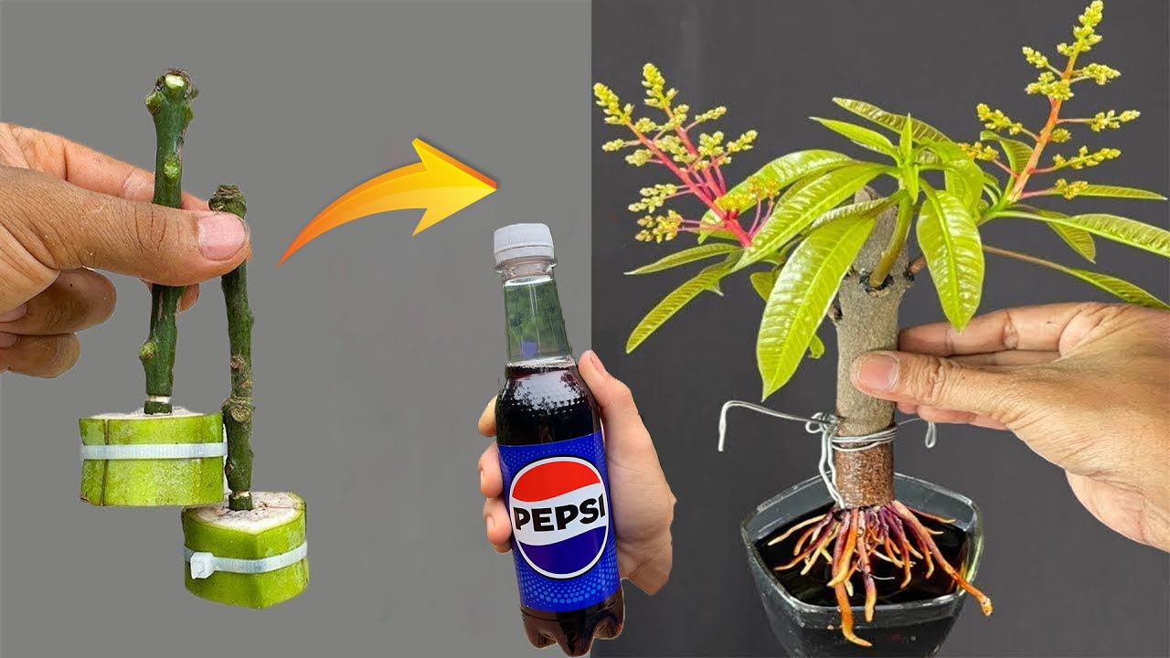 Latest Breeding Method for Successful Mango Propagation Using Banana