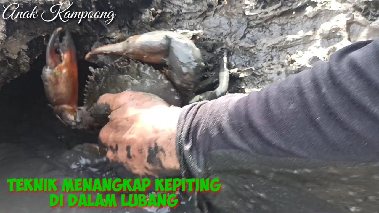 TEKNIK RAHASIA MENANGKAP KEPITING DI DALAM LUBANG DENGAN TANGAN KOSONG ...