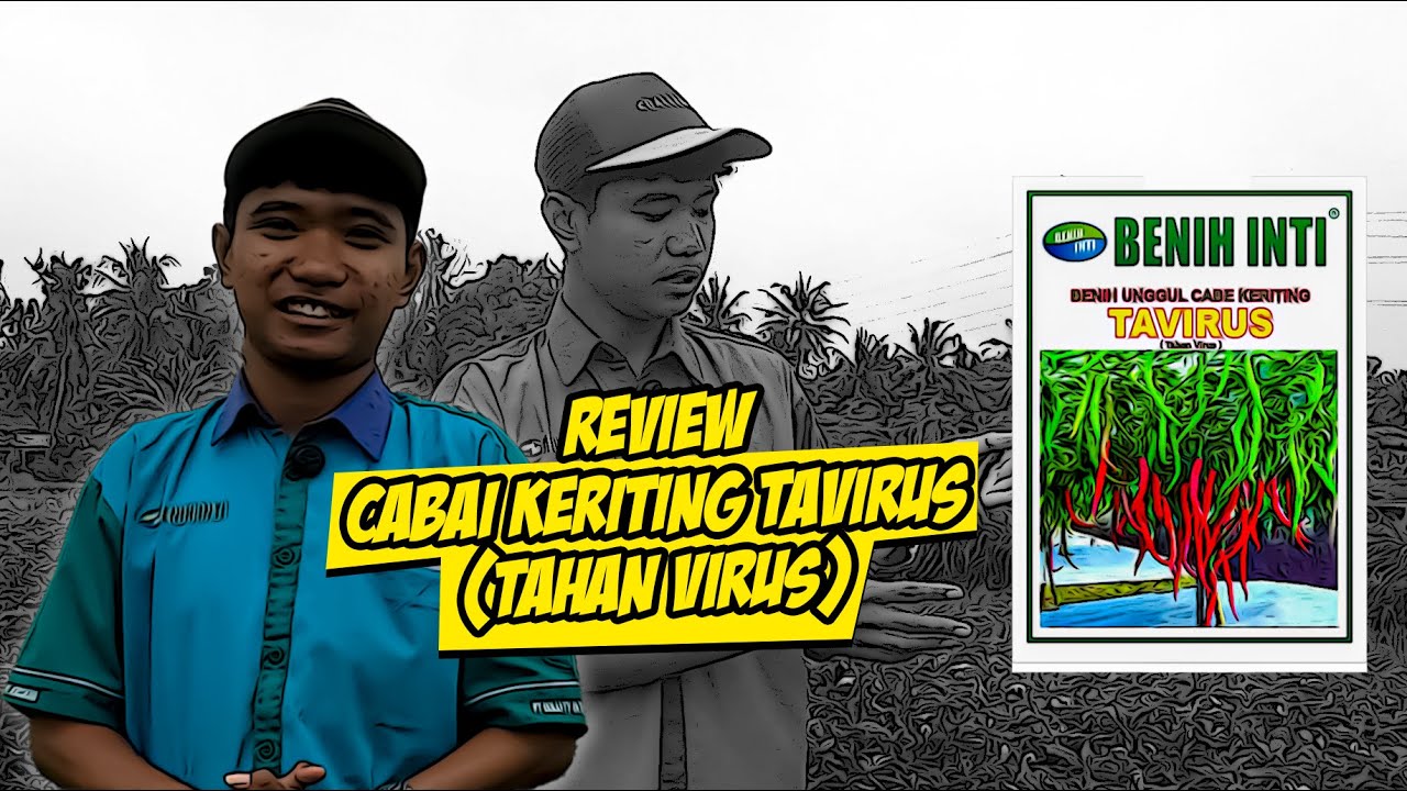 REVIEW CABAI KERITING TAVIRUS DI LAHANNYA LANGSUNG!!