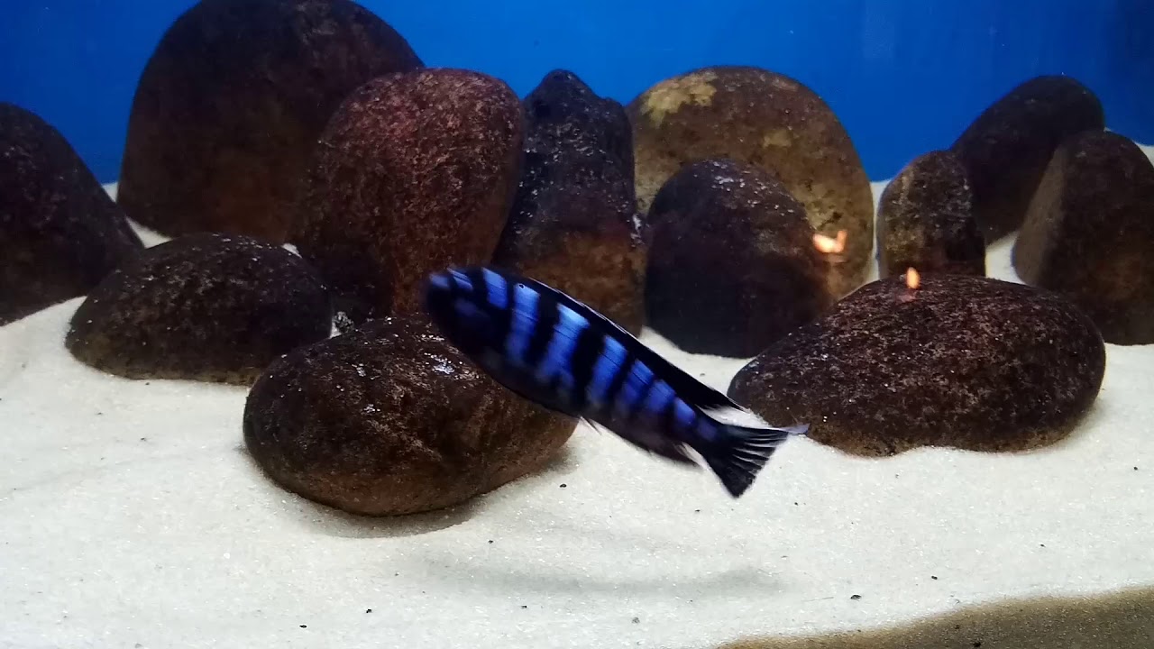 Chindongo Demasoni : Demasoni Pombo
