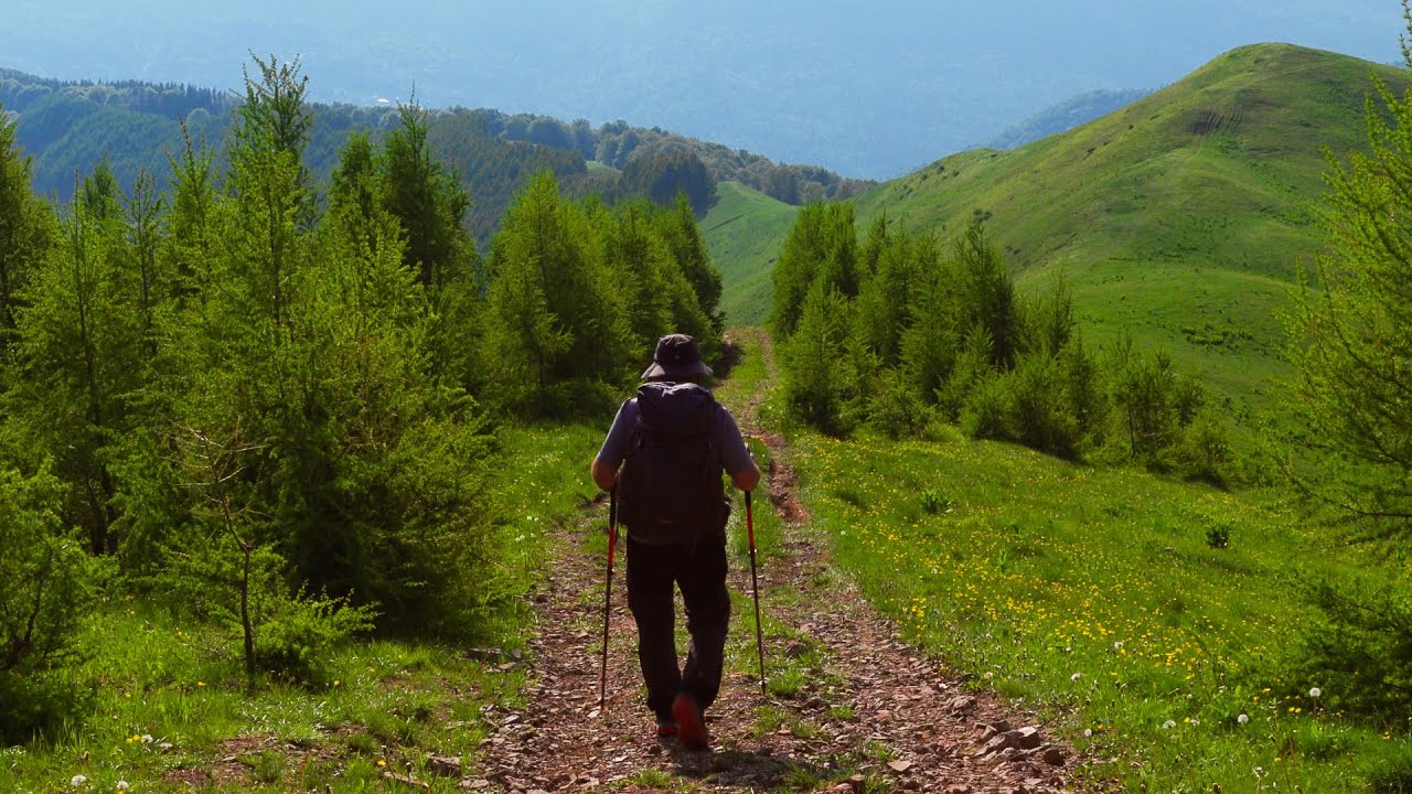 Early Summer in the Carpathians with Lush Greenery and Birdsong