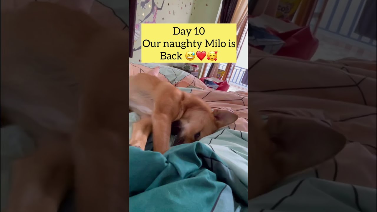 Spay Surgery Recovery || Healing from Spay||Milo||prettylilthings #shorts #spaysurgery