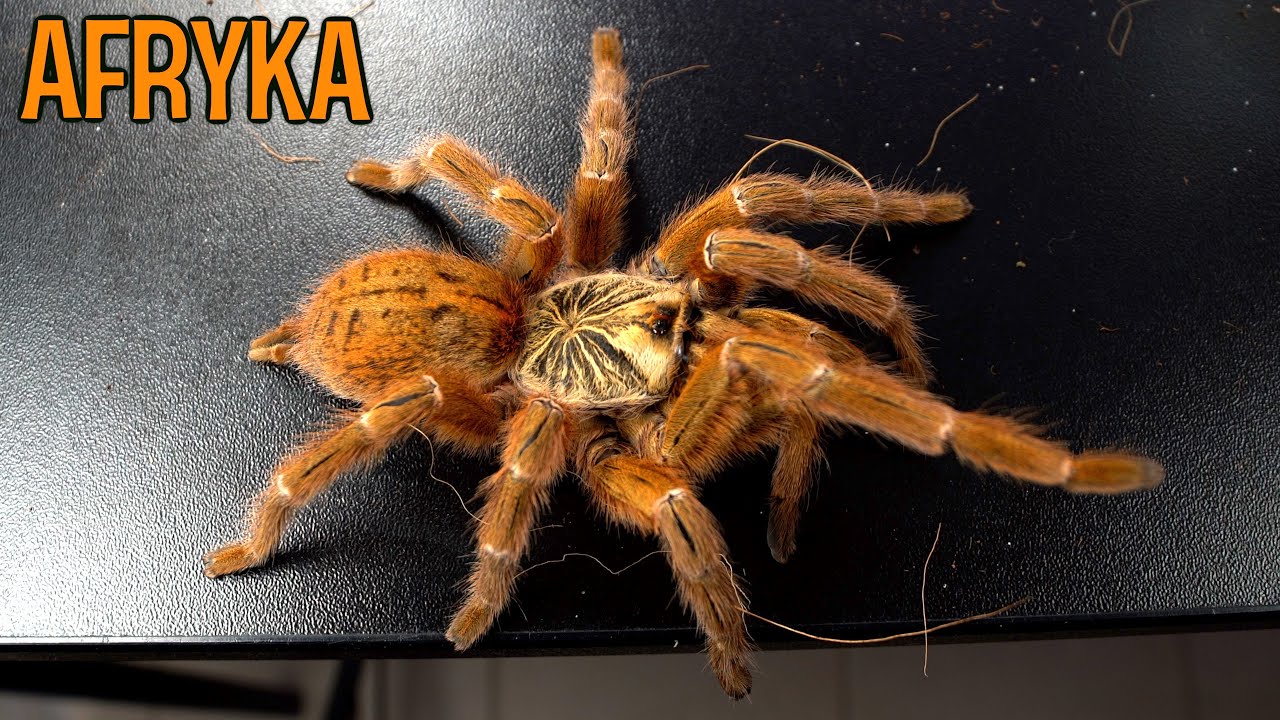 Pterinochilus murinus dostał nowy step ☠️