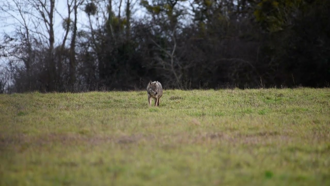Le loup filmé par un photographe amateur dans le Bassigny, en Haute-Marne