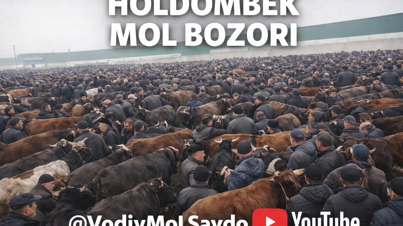 Холдомбек Чорва Бозор 🔥🐂🐄👌🤝