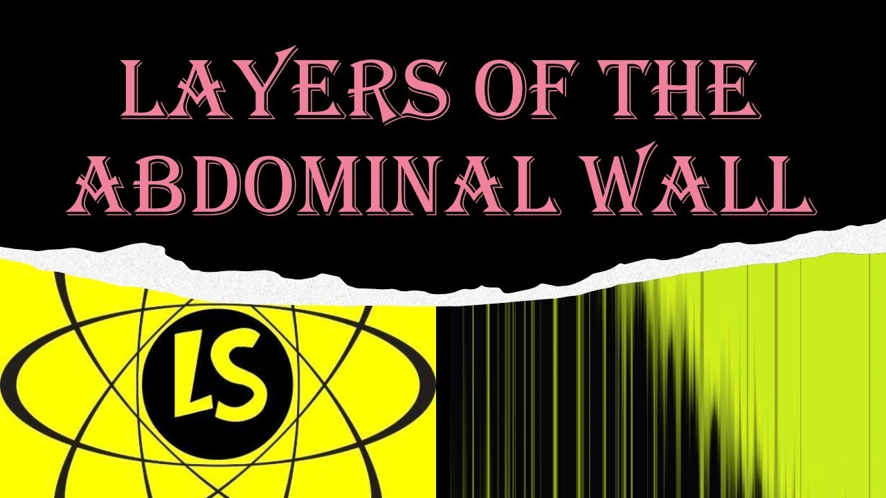 Layers of the Abdominal Wall