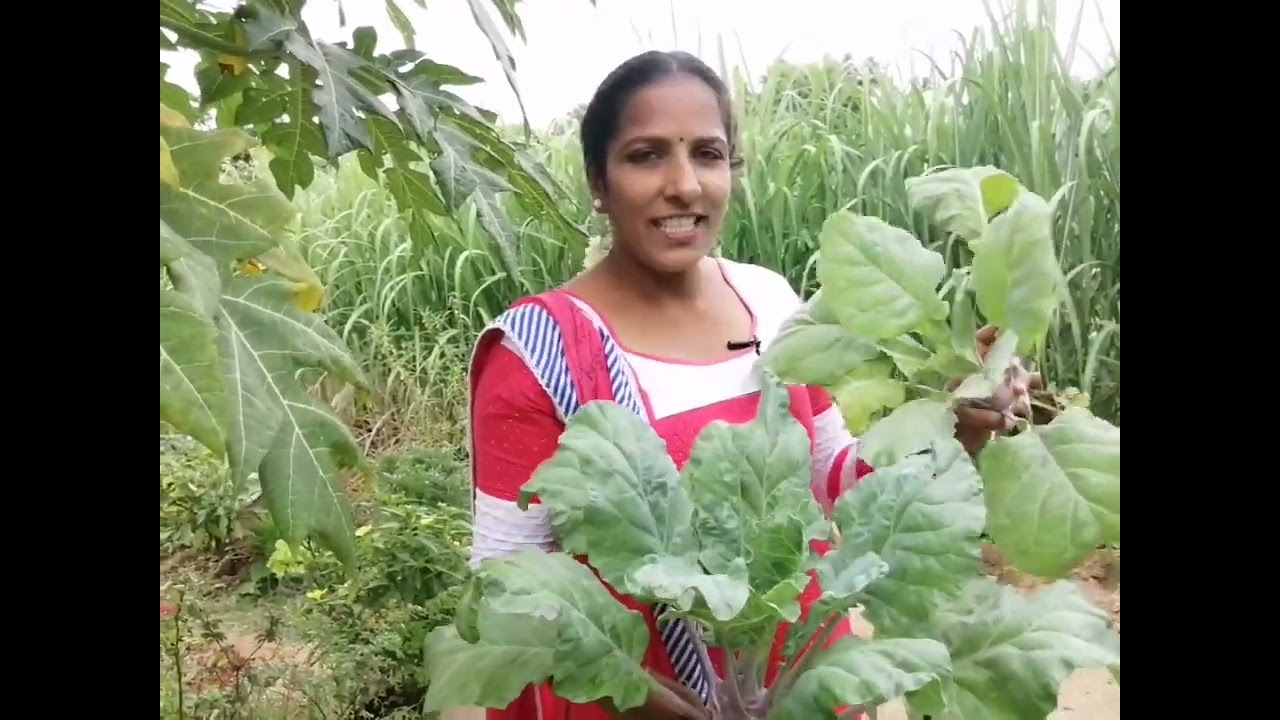 Special harvest and Announcement to the give away participants #giveaway #freeseeds