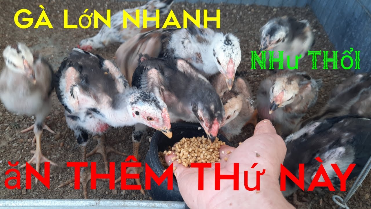 THỨC ĂN CHO GÀ CON LỚN NHANH. TUẤN VLOG