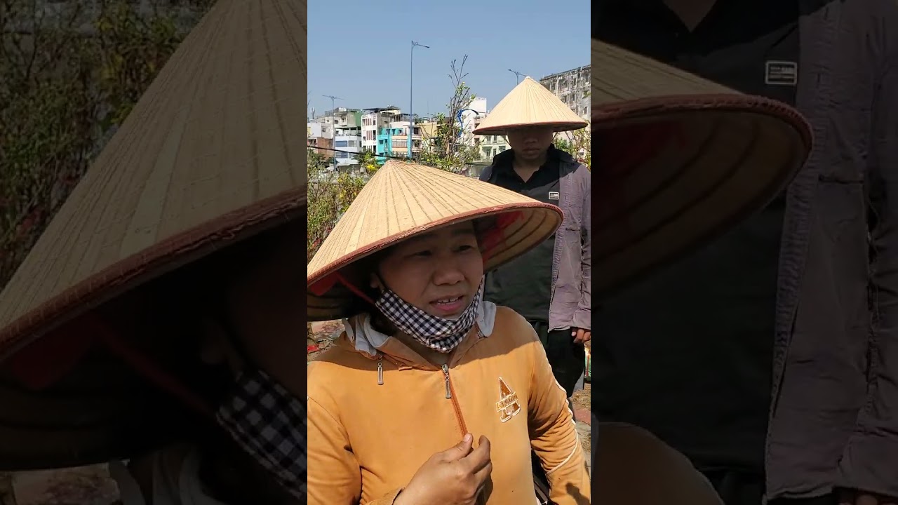 Hàng trăm người chen nhau giải cứu mai cổ thụ 300k/cây gây xôn xao bến Bình Đông 