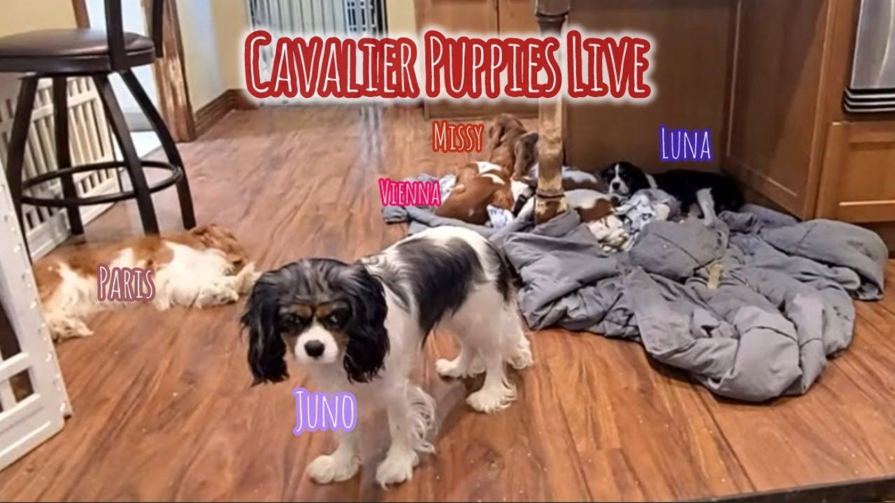 Cavalier Puppy Livestream: Cavalier Chaos & Surprises