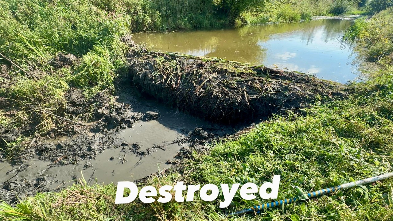 Flash Flood Unleashed! | Beaver Dam Removal with Drone Footage