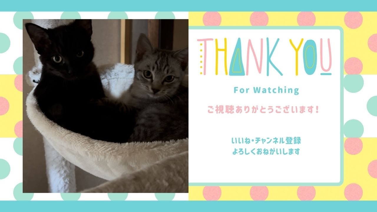 常に寄り添い、生き抜いてきた。甘え上手な兄と慎重な妹、2匹の野良子猫が初めて「安心」して食べたごはん～ロングバージョン～