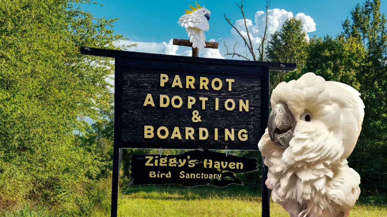 Ziggy's Parrot Haven Rescue and Sanctuary
