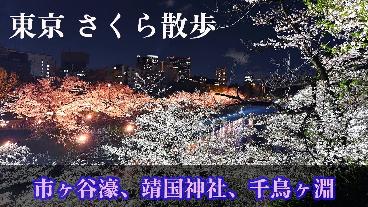 【裏千鳥ヶ淵？ 靖国神社】市ヶ谷駅～九段下駅 春の東京さくら散歩