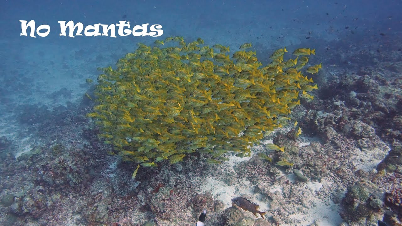 Rangali Manta Point - with no Mantas, South Ari Atoll Maldives
