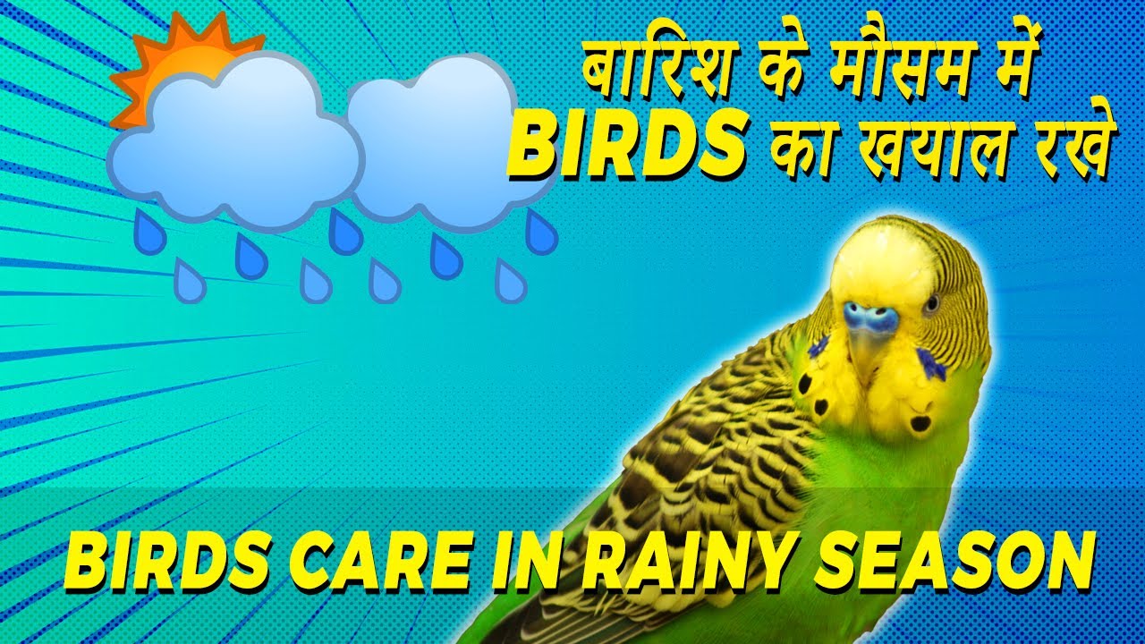 Birds Care in Rainy Season | Birds monsoon care | Barish me birds ka khayal rakhe | Happy Budgies