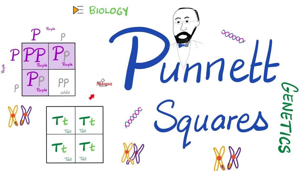 Punnett Squares - Monohybrid Cross, Dihybrid Cross - Genetics Series